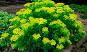 En frodig buske med klargula blommor, en favorit i trädgården som sniglar inte gillar.