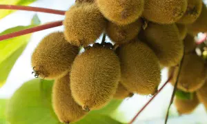 Ein Bund reifer, pelziger Kiwis hängt an einem Ast. Die Kiwi-Pflanze trägt viele Früchte, die bereit zur Ernte sind.