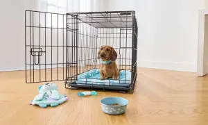 A dachshund sits in a crate, contemplating what size crate for my dog. Toys and a food bowl are nearby.