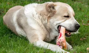 Ein großer Hund genießt genüsslich einen Knochen im Gras. Er kaut kräftig auf dem Knochen, der ihm sichtlich schmeckt.