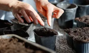 Dłonie delikatnie tworzą dołki w ziemi, przygotowując się do siewu pomidorów. Właściwa głębokość siewu to klucz do sukcesu.
