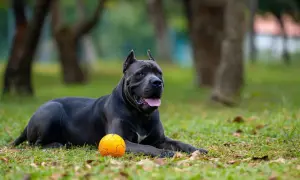 Cane corso usposobienie: potężny pies leży na trawie obok pomarańczowej piłki, zrelaksowany i czujny.