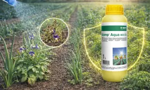 Stomp Aqua 455 CS dawkowanie na 10l wody. Zwalczanie chwastów w uprawach.