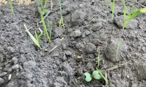 Młode kiełki na wilgotnej ziemi, jak po oprysku doglebowym i deszczu.
