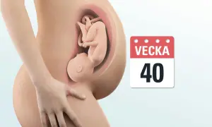 Bild som visar hur ligger bebisen i magen v 40. En bebis ligger hopkrupen i livmodern, redo för förlossning.