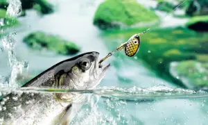 Ein Fisch schnappt nach einem Spinnerköder, der beim Spinnangeln verwendet wird. Das Wasser spritzt, während der Fisch aus dem Fluss springt.
