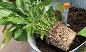 Ein Spathiphyllum mit dichtem Wurzelballen liegt bereit, um in frische Erde umgetopft zu werden. Eine kleine Schaufel liegt daneben.