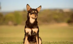 Piękny pies rasy kelpie siedzi na trawie, z uwagą obserwując otoczenie.