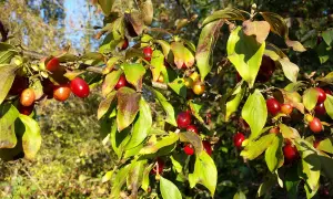 Rote Früchte am Strauch, die an Kornelkirsche erinnern. Vorsicht: Kornelkirsche giftig für den Verzehr.