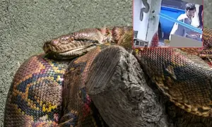 Imponujący pyton siatkowy, którego długość budzi podziw, odpoczywa na gałęzi. W małym okienku widać człowieka.