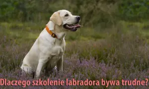 Jak wytresować labradora? Zbuduj więź i posłuszeństwo!