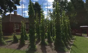 Höga humlestörar klättrar mot en blå himmel med moln. En röd stuga syns i bakgrunden. En idyllisk plats att odla humle på.