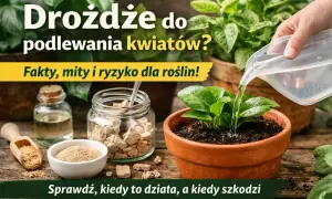 Drożdże do podlewania kwiatów? Na zdjęciu widać słoik z drożdżami, buteleczkę z płynem i młodą roślinę, którą podlewa się wodą.