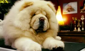 Un adorable chow chow de pelaje blanco y esponjoso descansa, con un fondo de trofeos y una lámpara cálida.