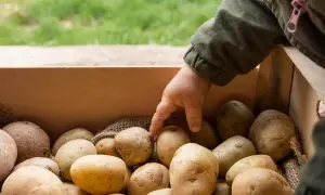 Dziecko wybiera ziemniaki z drewnianej skrzynki. Zastanawiasz się, jaki nawóz pod ziemniaki będzie najlepszy?
