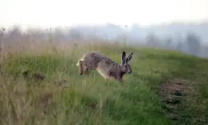 Jak szybko biega zając i co wpływa na jego prędkość?