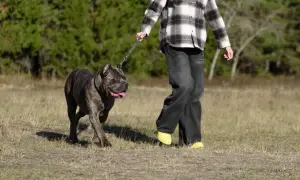 Mocny cane corso z człowiekiem na spacerze po łące. Pies ma ciemne pręgowane umaszczenie i wesoło wystawia język.