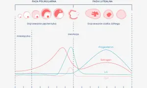 Prawidłowy cykl miesiączkowy: Ile dni to norma i kiedy do ginekologa?