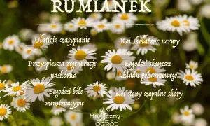 Rumianek: łagodzi bóle, ułatwia zasypianie, koi nerwy. Napar z rumianku to naturalne wsparcie dla zdrowia.