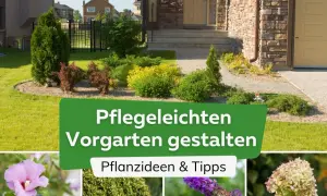 Ein schöner, pflegeleichter Vorgarten gestalten mit Ziergräsern, Sträuchern und Blumen. Tipps für wenig Aufwand.