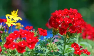 Kaskada czerwonych kwiatów werbeny, z żółtymi akcentami w tle, tworzy barwny, letni bukiet.