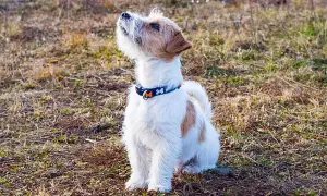 JRT: Tresura inteligentnego uparciucha? Mój sprawdzony plan!