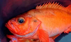Nahaufnahme von zwei leuchtend orangefarbenen Fischen, die in einem dunklen Behälter liegen. Vorsicht bei giftigen Fischen in Norwegen!