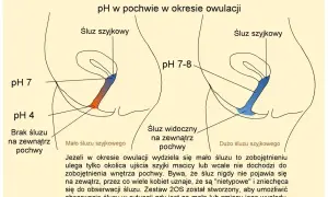 Ilustracja pokazuje zmiany pH i śluzu szyjkowego w pochwie podczas owulacji. Mało śluzu szyjkowego może być mylone z brakiem śluzu przed okresem.