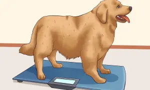 A golden retriever stands on a scale, a visual guide on how to help dog lose weight.