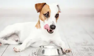 Jack Russell terrier oblizuje się przy pustej misce, zastanawiając się, czy lepsza będzie karma sucha czy mokra dla psa.