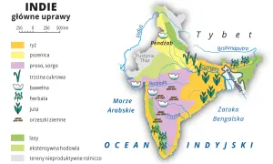 Mapa pokazuje główne uprawy w Indiach, kraju znanym z różnorodności rolniczej: ryż, pszenica, trzcina cukrowa, bawełna, herbata i inne.