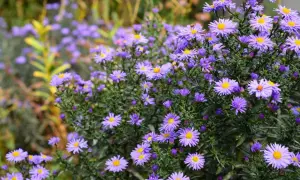 Ein Meer aus lila Astern, die noch blühen. Diese Blumen sind eine tolle Antwort auf die Frage: welche blumen kann ich jetzt noch pflanzen?