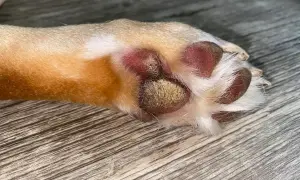 Almohadilla de perro con hiperqueratosis, mostrando engrosamiento y descamación.