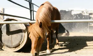 Brązowy koń pasie się na wybiegu w gospodarstwie agroturystycznym Milejewko. Obok beczka i metalowe ogrodzenie.