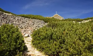 Kamienista ścieżka wśród kosodrzewin prowadzi ku szczytowi Giewontu z krzyżem. Ile się idzie na Giewont z Kuźnic? To piękna trasa!