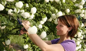 Frau schneidet mit einer blauen Schere einen Ast von einer üppigen Schneeball-Pflanze mit vielen weißen Blütenbällen.
