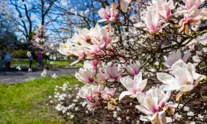 Magnolia kwitnie obficie, jej delikatne płatki otwierają się na tle błękitnego nieba. Wiosna w pełni, a ziemia wokół drzewa jest już zielona.
