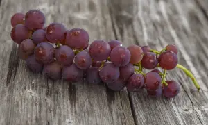 Pęk winogron odmiany Swenson Red, pokryty kroplami wody, leży na drewnianym blacie.