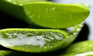 Frische Aloe Vera Scheiben, ein natürliches Hausmittel gegen unreine Haut, mit ihrem heilenden Gel.
