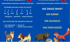 Wścieklizna u kota i innych zwierząt. Grafika ostrzega przed chorobą, pokazuje objawy i zaleca dystans. Pamiętaj o szczepieniu!