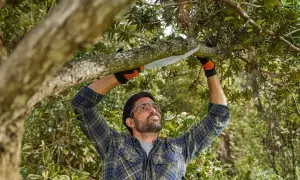 Hombre con gafas y guantes naranjas realiza la poda de árboles, cortando una rama gruesa con una sierra.
