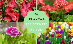 16 plantas resistentes al sol y poca agua: hibiscos rojos, geranios, claveles y tulipanes coloridos.