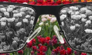 Daltonizm: Kto choruje najczęściej? Przyczyny i dziedziczenie