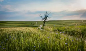 Samotne, uschnięte drzewo na tle falujących pól i błękitnego nieba. Jakby z filmu, gdzie grałaby muzyka James Newton Howard, a w tle rozbrzmiewałby tekst "The Hanging Tree".