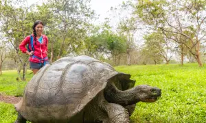 Ile żyją żółwie z Galapagos? Zaskakujące fakty o ich długości życia