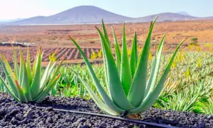 Aloes w doniczce: Gdzie kupić? Wybierz zdrowy egzemplarz!