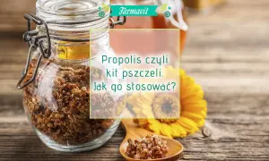 Słoik pełen propolisu, czyli kitu pszczelego, na drewnianym stole. Obok żółty kwiat i łyżeczka z grudkami propolisu.