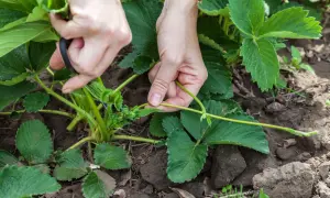 Jak przycinać truskawki? Poradnik do obfitych zbiorów i zdrowych roślin.