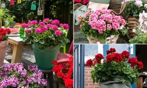 Pelargonia Calliope w donicach zdobi letni ogród i taras. Krwistoczerwone i różowe kwiaty tworzą barwne kompozycje.
