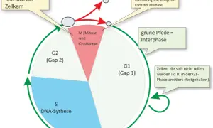 Der Zellzyklus zeigt die Phasen G1, S (DNA-Synthese), G2 und M (Mitose/Cytokinese). Grüne Pfeile markieren die Interphase.